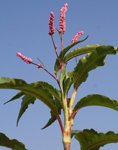 Senegal knotweed persicaria - senegal,