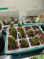 Optunia Rufida - 1x Mini Plug - Prickly Pear - Easy Care Fast Growing Cactus ?