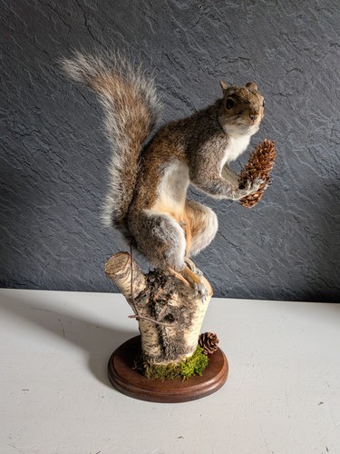 Squirrel taxidermy - squirrel,