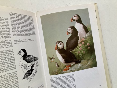 Birds coast and sea - of,