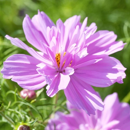 Cosmos fizzy pink sow - cosmos,