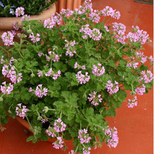 Scented Pelargonium (Geranium)