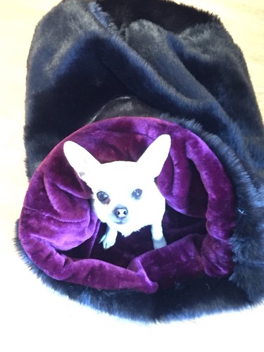 Luxury large chihuahua - luxury,
