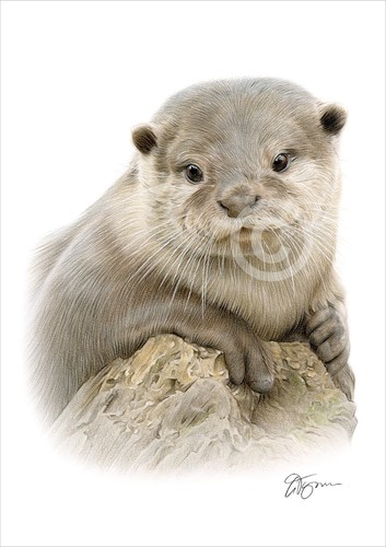 Otter colour pencil - otter,