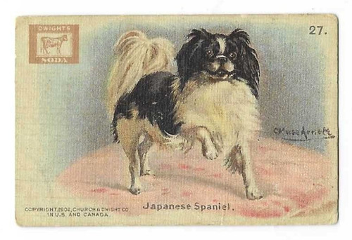 Japanese spaniel champion dog - japanese,