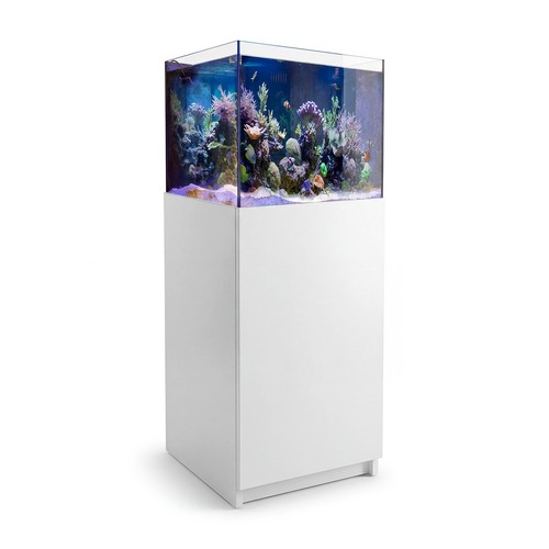Gallon rimless coral - 37,
