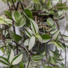 Callisia 'Big Leaf Bianca' x1