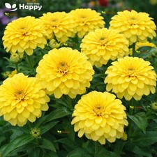 Zinnia Dahliaflowered Seeds
