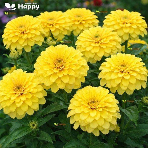 Zinnia dahliaflowered seeds - zinnia,