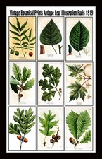 Vintage Botanical Prints