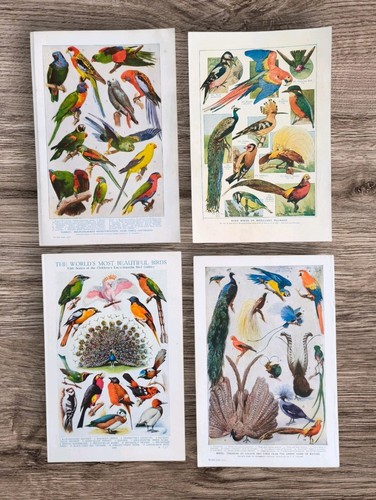 Set vintage tropical exotic - vintage,