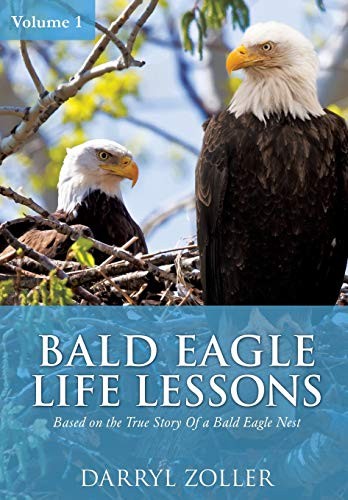Bald eagle life - eagle,