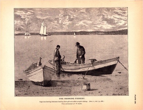 Herring fishery cape ann - herring, ann,