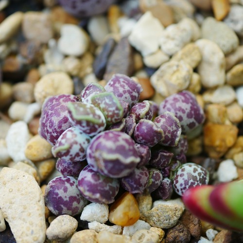 Adromischus cooperi 4cm plant - adromischus,