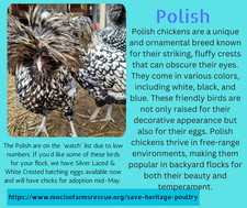 Hatching Eggs Polish Silver