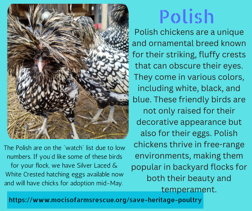 Polish hatching eggs - eggs, silver