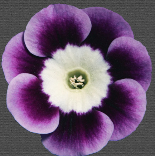 Primula auricula andrew - andrew, hunter