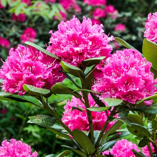 Rhododendron rocket pink - rhododendron,