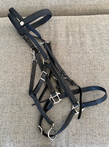 Zilco endurance horse - horse, snap
