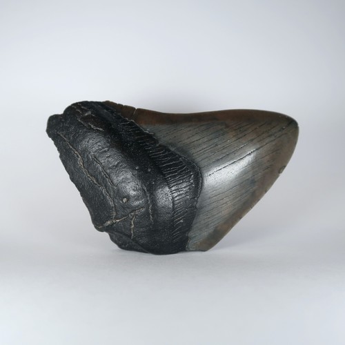 Megalodon sharks teeth - sharks,