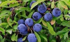50 SLOEBERRY BLACKTHORN SEEDS, SLOE GIN, HEDGING TREES,  (PRUNUS SPINOSA)