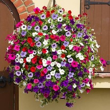 24x Surfinia Trailing Petunia