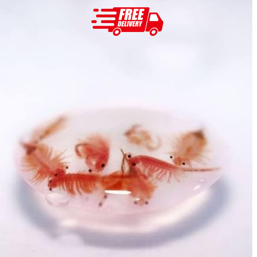 Hatch rate premium artemia - hatch,