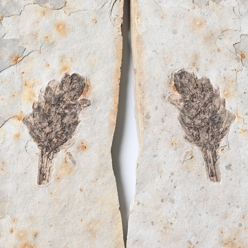 Cretaceous plant fruit - plant, zapf