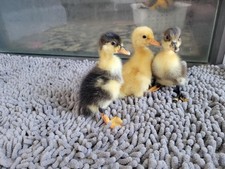 Fertile Duck Eggs Barnyard Mix