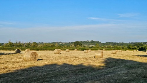 2026 round large hay bales - hay,