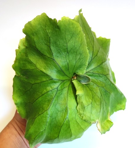 Rare grown platycerium mt - rare,