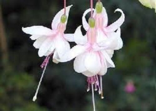 Fuchsia double plug - ,