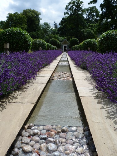 100 english lavender - 100, seeds
