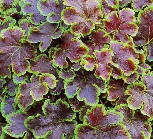 Heuchera heucherella solar - heucherella, 'solar