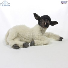 Hansa Suffolk Sheep, Black