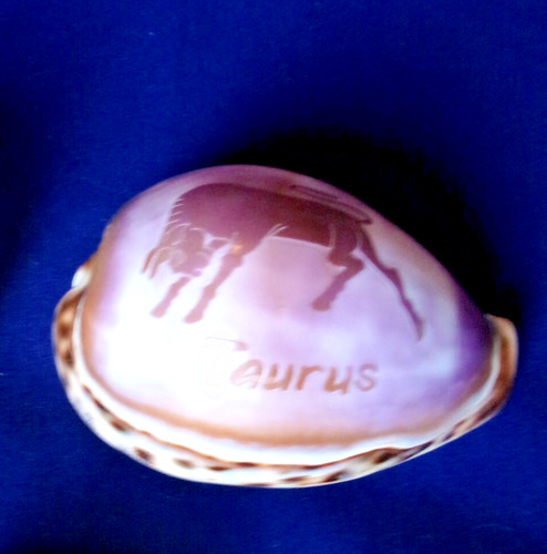 Carved decorated cowrie shell - carved,