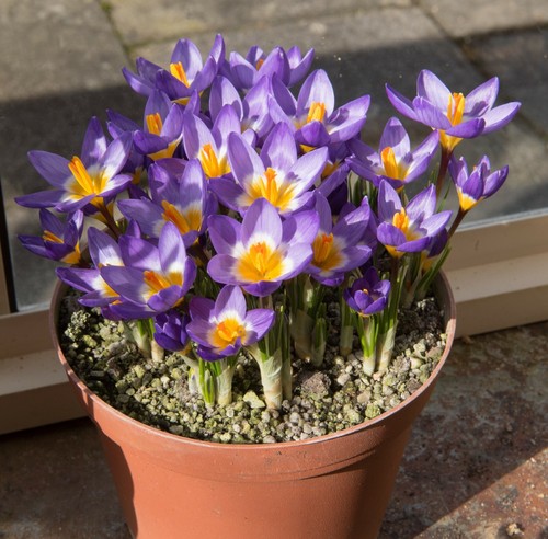 10x crocus sieberi tricolor - 10x,