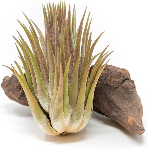 Jumbo ionantha guatemala - jumbo,
