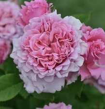 CLIMBING  ROSE BIENVENUE BARE