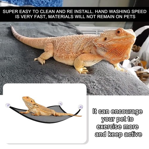 2pcs bearded dragon lizard - dragon,