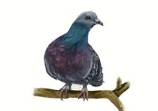 Racing Pigeon, Homing Pigeon Print from an Original Watercolour Painting