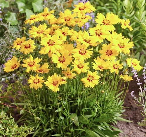 Coreopsis yellow tickseed - yellow,