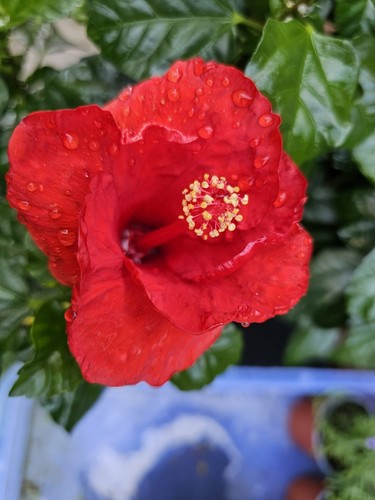 Red hibiscus plant 40cm - hibiscus, 30-40cm
