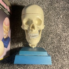 Vintage Anatomical Skeleton Head Complete With Box Rare (Halloween Decoration)