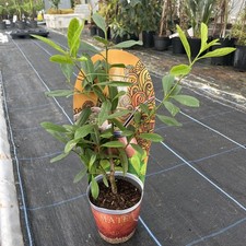 Ilex paraguariensis -