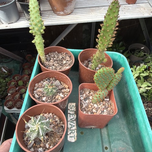 Cacti collection x6width 6 - collection,
