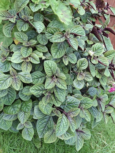 Plectranthus ciliatus nico - ciliatus,