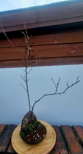 Japanese flowering cherry - japanese,