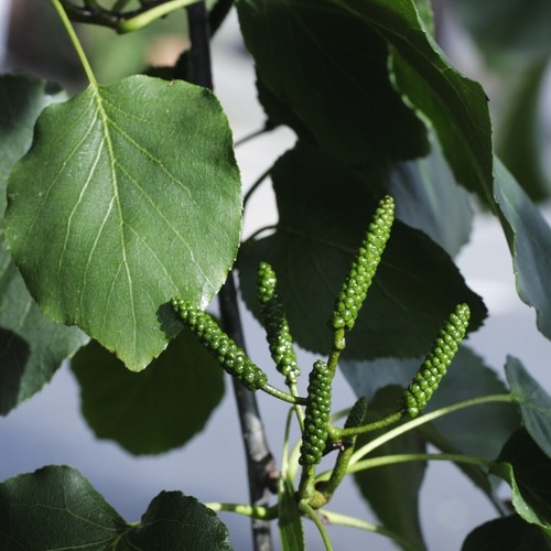 Italian alder trees alnus - italian,