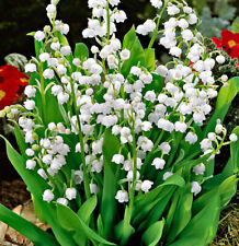 Convallaria Lily of the Valley Bareroot Pips Top Size Pip Spring Scented Flower
